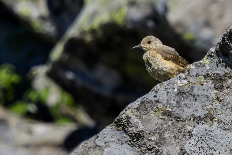 Monticole merle-de-roche femelle femelle